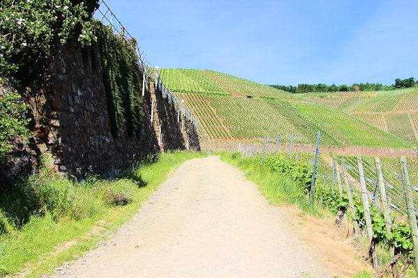 Rotweinwanderung - vom Gästehaus aus in 5 Minuten erreichbar