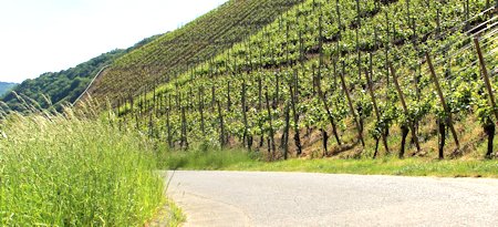 Rotweinwanderung - vom Gästehaus aus in 5 Minuten erreichbar